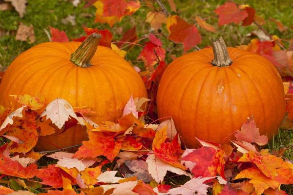 Minnesota Close-up of pumpkins and autumn leaves